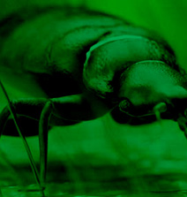 Rodonticides