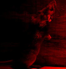 Rodonticides