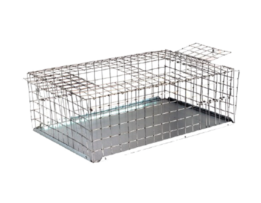 CAGE PIGEONS